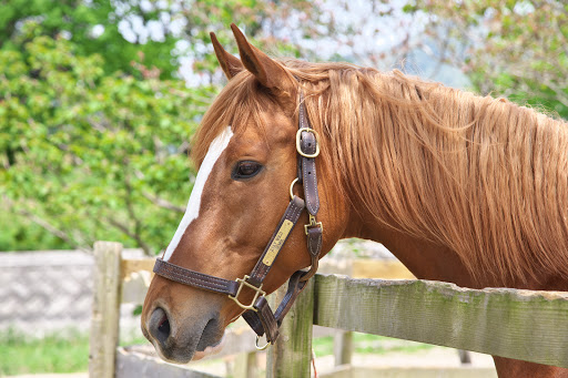 ダンススクール Daisen Riding Center